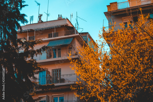 some apartment houses with orange trees in the foreground photo