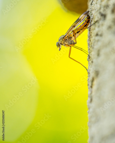 Stechmücke im Makro photo