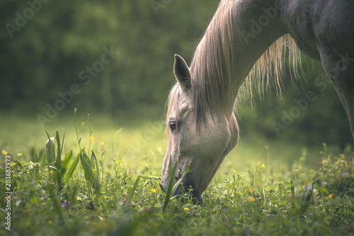 Fototapeta Naklejka Na Ścianę i Meble -  Cheval blanc au pré