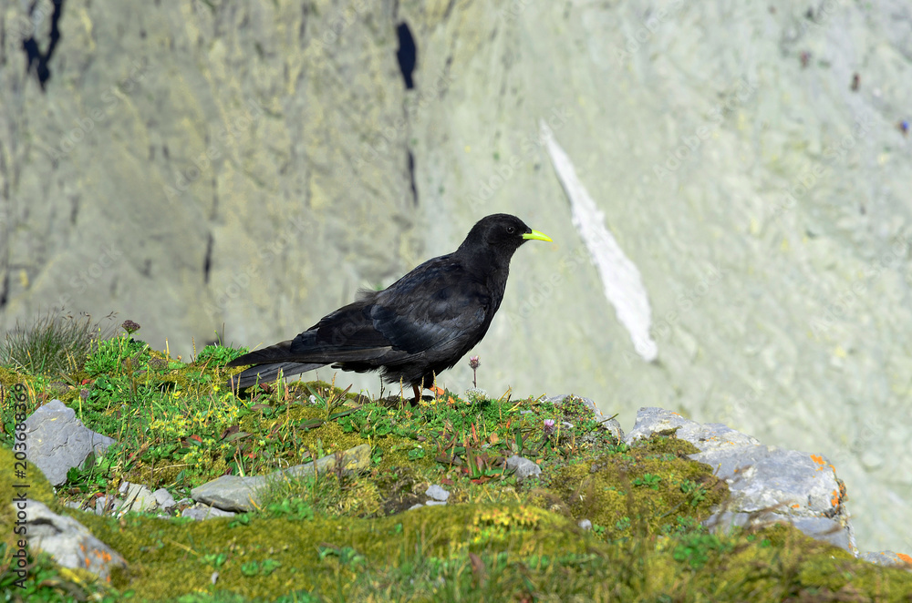 Fototapeta premium Alpendohle; Pyrrhocorax graculus;