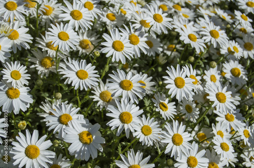 Fototapeta Naklejka Na Ścianę i Meble -  MARGARITAS/ fondo con margaritas grandes en primavera  en un parque del Madrid