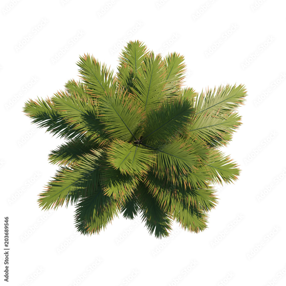 Fototapeta premium Palm tree Archontophoenix top view path selection