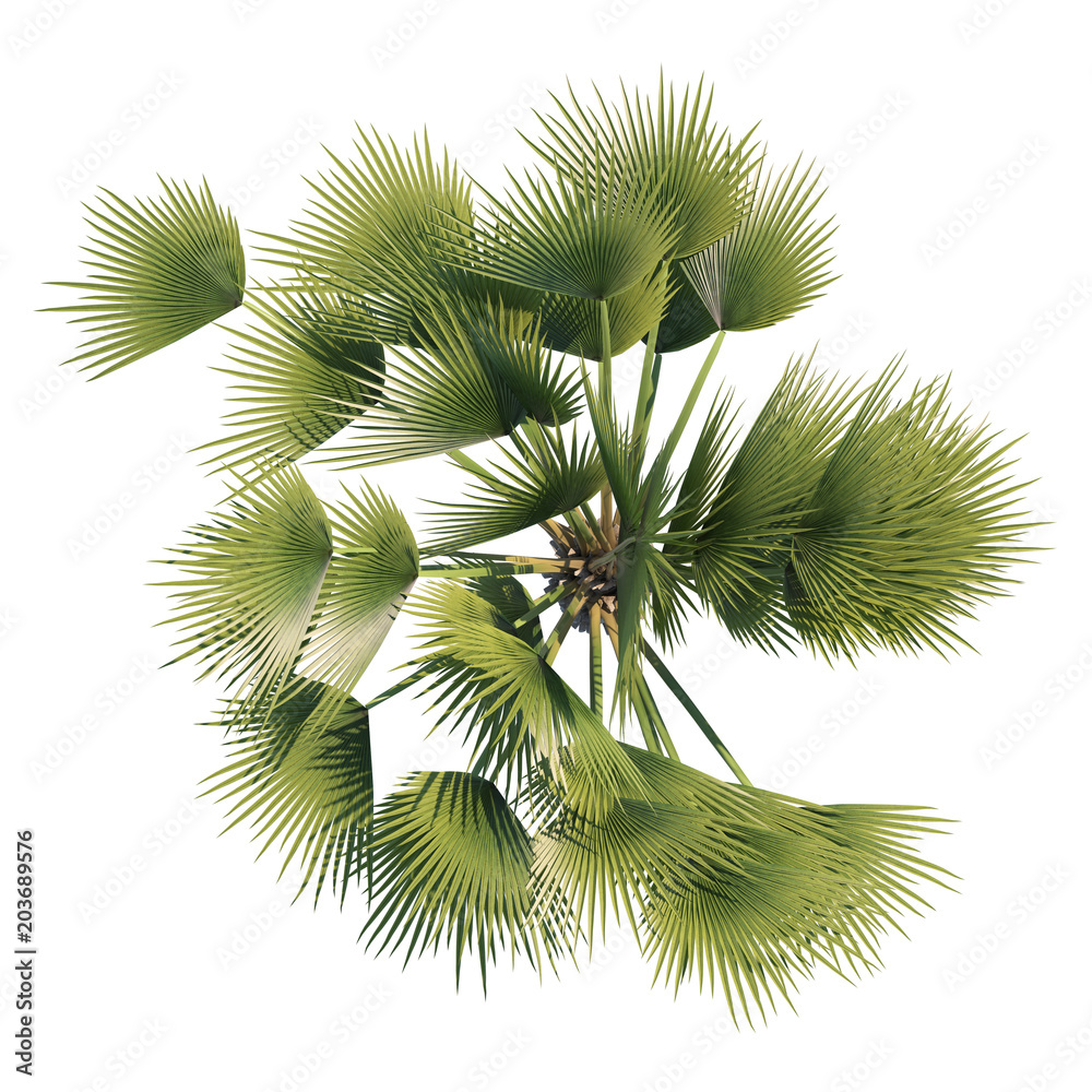 Fototapeta premium Palm tree copernica top view path selection