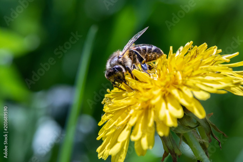 Working bee collecting pollen from a yellow dandelion. Close up macro view © clusterx