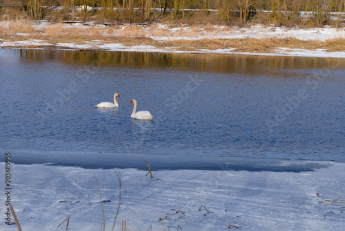 swan-familiy in winter on the lake photo