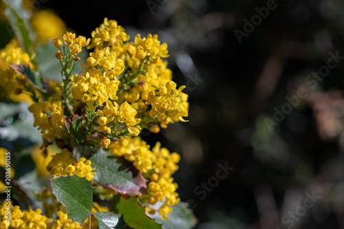 Mahonia aquifolium, Holly-leaved barberry, Holly-leaf Oregon-grape in blossoms. Close up macro view with a blank space for text.