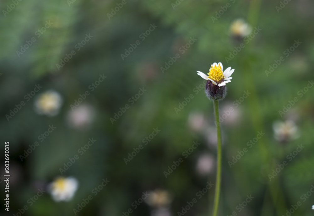 close up of grass flowers. close up of grass flowers.