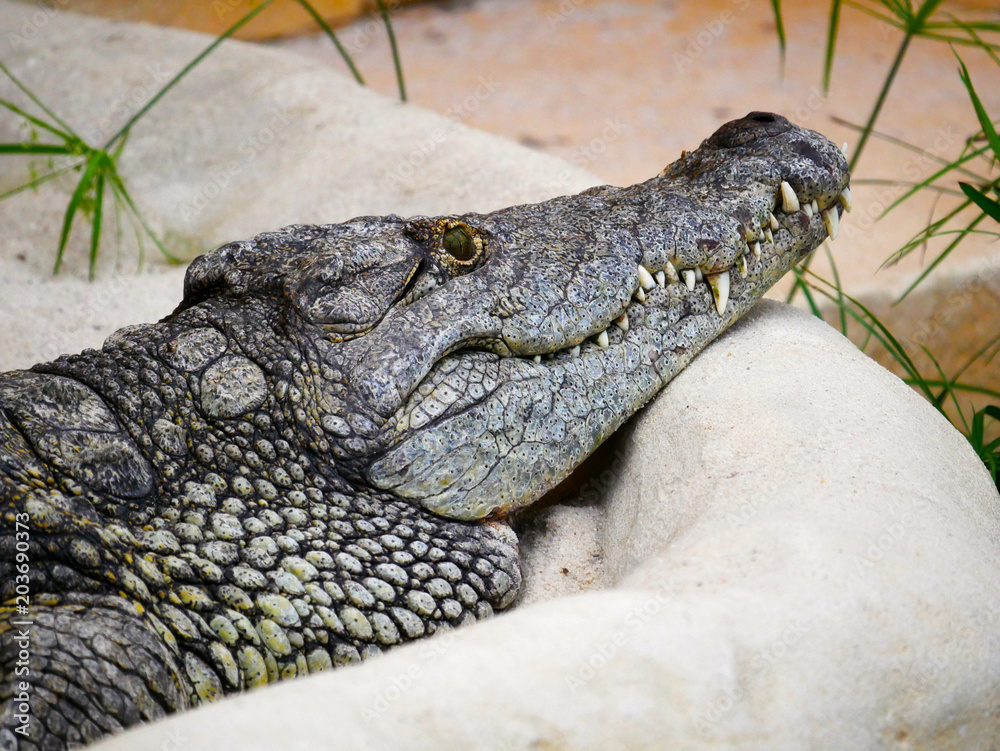 Obraz premium Ctocodile