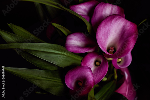 Fototapeta Naklejka Na Ścianę i Meble -  rote Calla Lilien