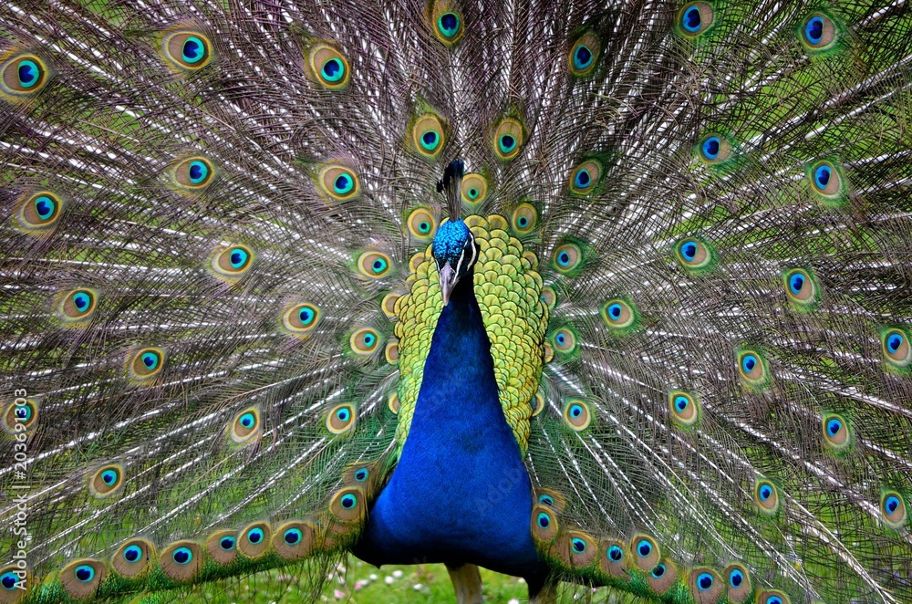 Obraz premium Colorful Peacock