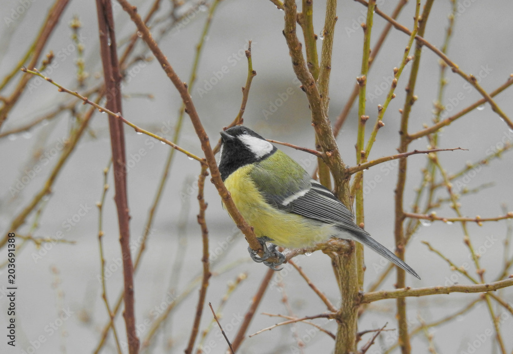 Fototapeta premium Great Tit (Parus Major)