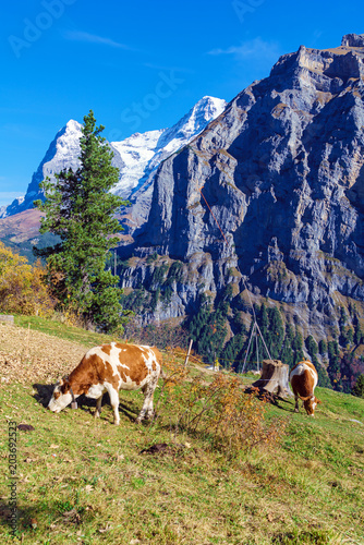 Alpine cows at meadow with Eiger and Monk mountains, Murren, Bernese Highlands, Switzerland