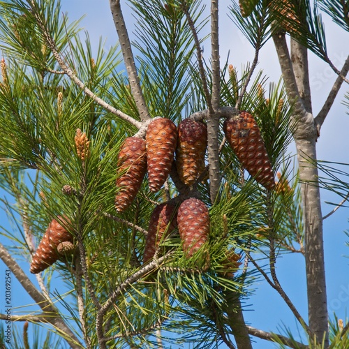 Pine tree with needle leaves and cones against blue sky in Israel