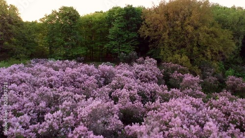 Early dawn low light aerial footage of lilac garden at spring  photo