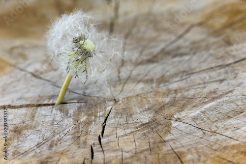 Fototapeta Naklejka Na Ścianę i Meble -  Löwenzahn, Pusteblume