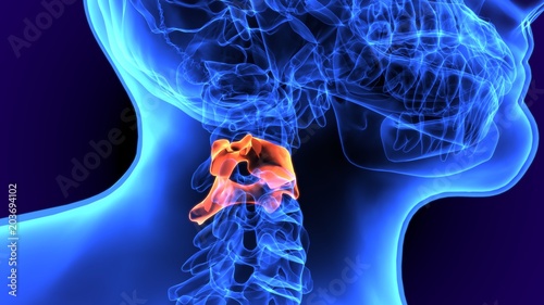 3d illustration of human skeletion bone anatomy