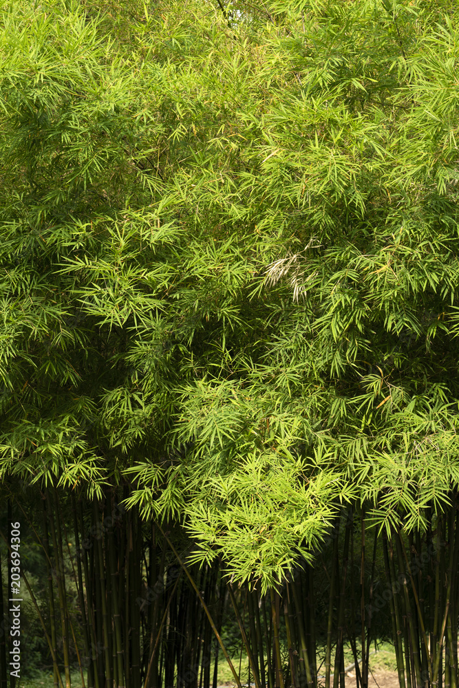 Bamboo 01 Bamboo 01