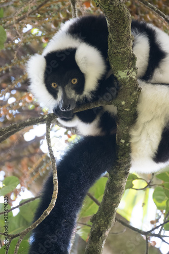 Critically endangered black-and-white ruffed lemur  Varecia variegata   Ranomafana  hot water in Malagasy  National Park  Madagascar