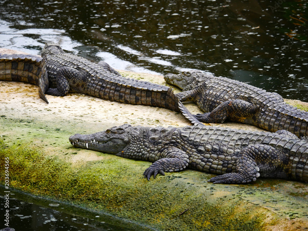 Crocodile Crocodile