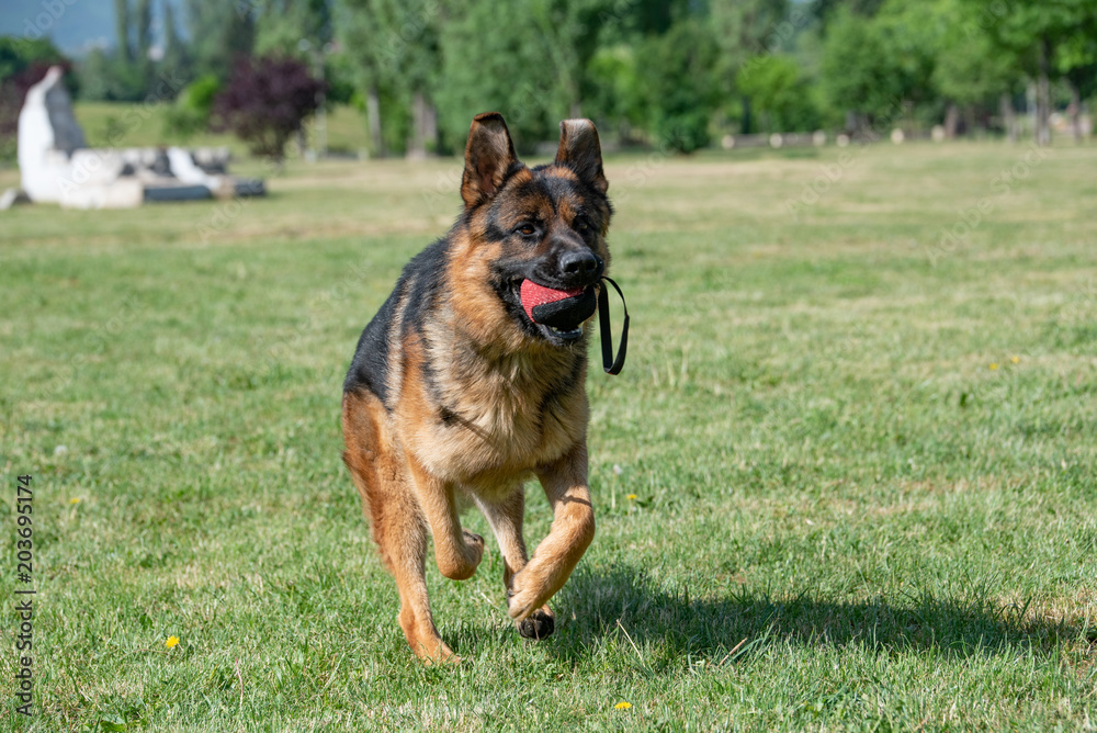Adult German Shepherd Running Through the Grass Adult German Shepherd Running Through the Grass