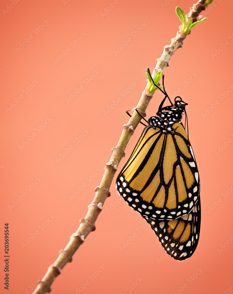Fototapeta premium Newly emerged female Monarch butterfly (danaus plexippus) hanging on milkweed branch in Texas. Beautiful detail on wings and proboscis. Copy space.