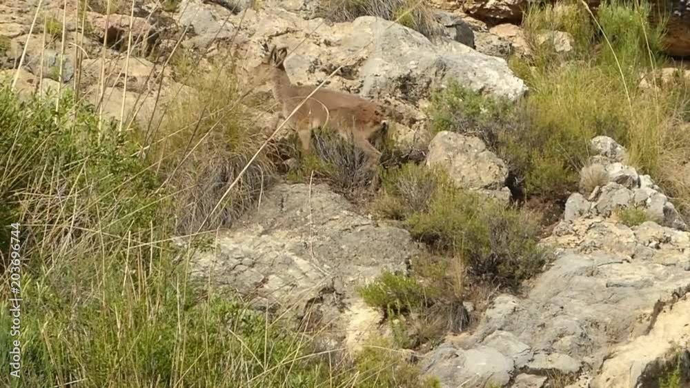 Brown wild mountain goat climbing over stones and grass Brown wild mountain goat climbing over stones and grass