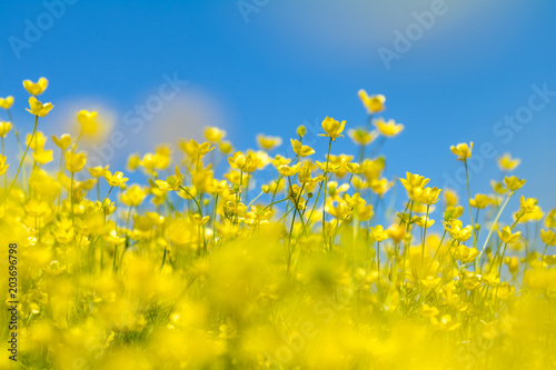 Fototapeta Naklejka Na Ścianę i Meble -  Yellow Ranunculus acris on the Spring Sunny Lawn