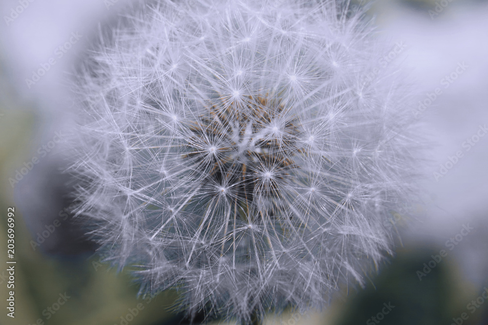 Fototapeta premium beautiful white dandelion macro photography