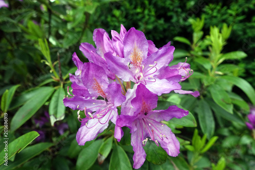 beau rhododendron