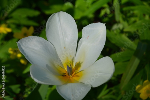 yellow orange lilac green crimson pink white blue garden vegetable garden flower bed color plantation stamen pistil bloom season summer nature grass bouquet beauty botany