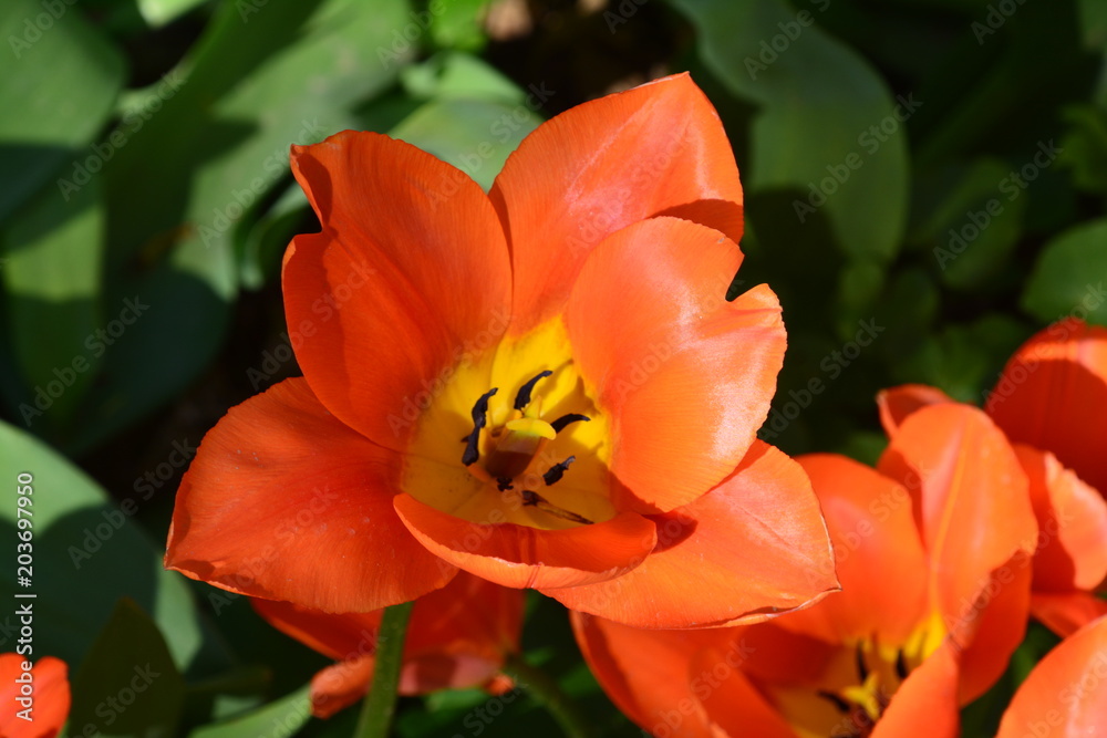 flowers flora tulips hyacinths Bud petal bright red yellow orange lilac green crimson pink white blue garden vegetabl garden flower bed color plantation stamen pistil bloom flowers flora tulips hyacinths Bud petal bright red yellow orange lilac green crimson pink white blue garden vegetabl garden flower bed color plantation stamen pistil bloom