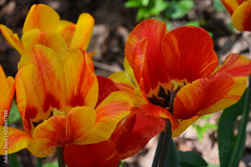 flowers flora tulips hyacinths Bud petal bright red yellow orange lilac green crimson pink white blue garden vegetabl garden flower bed color plantation stamen pistil bloom