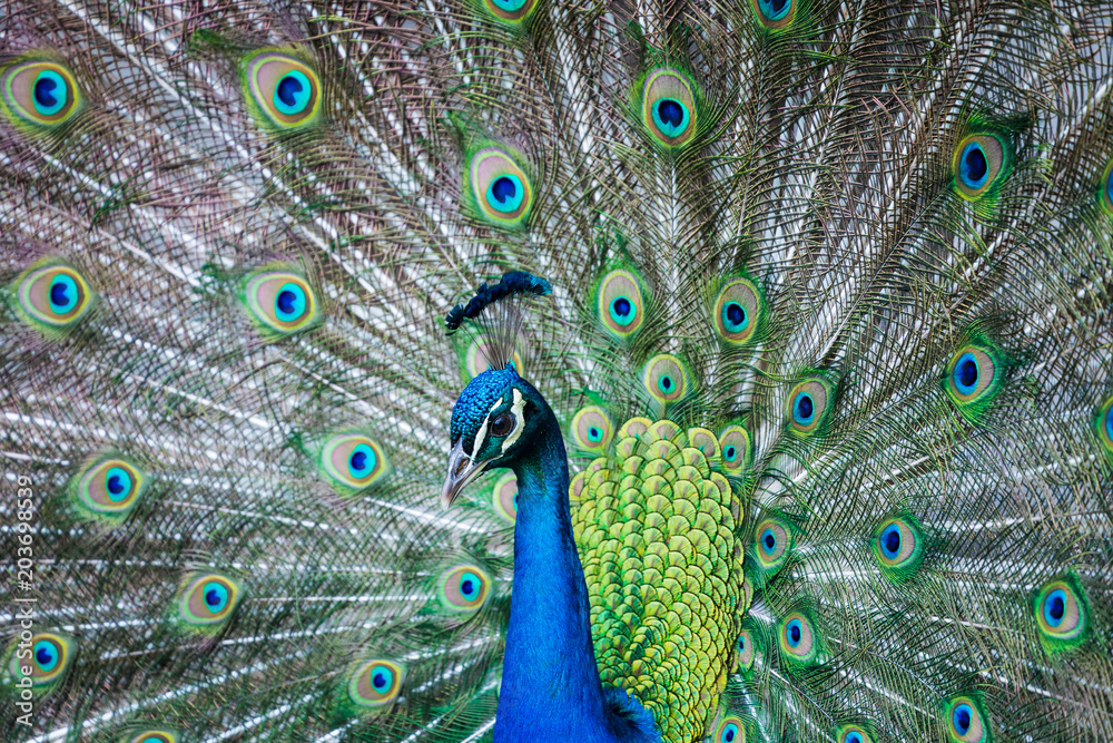 Obraz premium Portrait of beautiful peacock with feathers out
