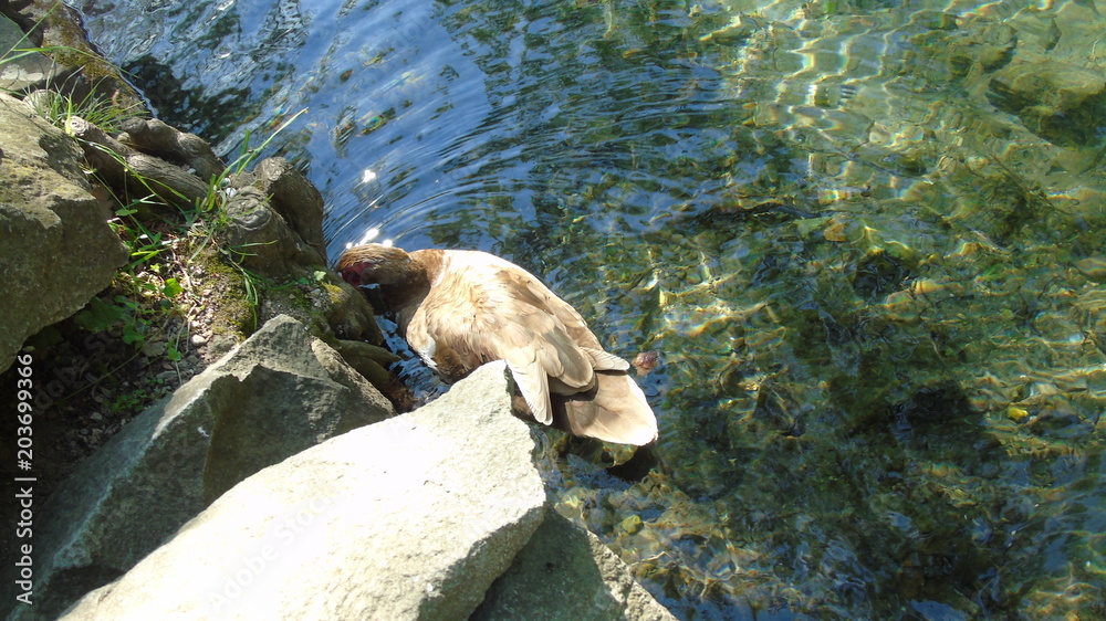 Fototapeta premium Aquatic bird