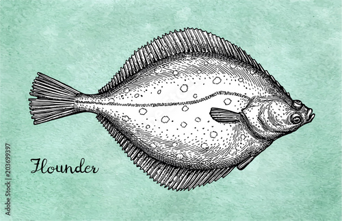Valokuvatapetti Flatfish. Ink sketch of flounder.