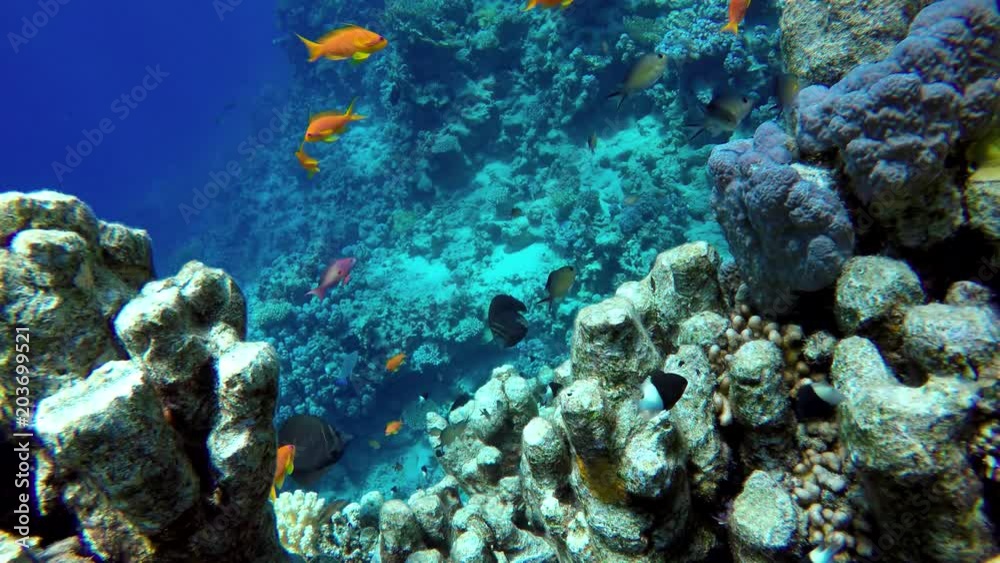 Life in the ocean. Tropical fish and coral reefs. Beautiful corals. Life in the ocean. Tropical fish and coral reefs. Beautiful corals.