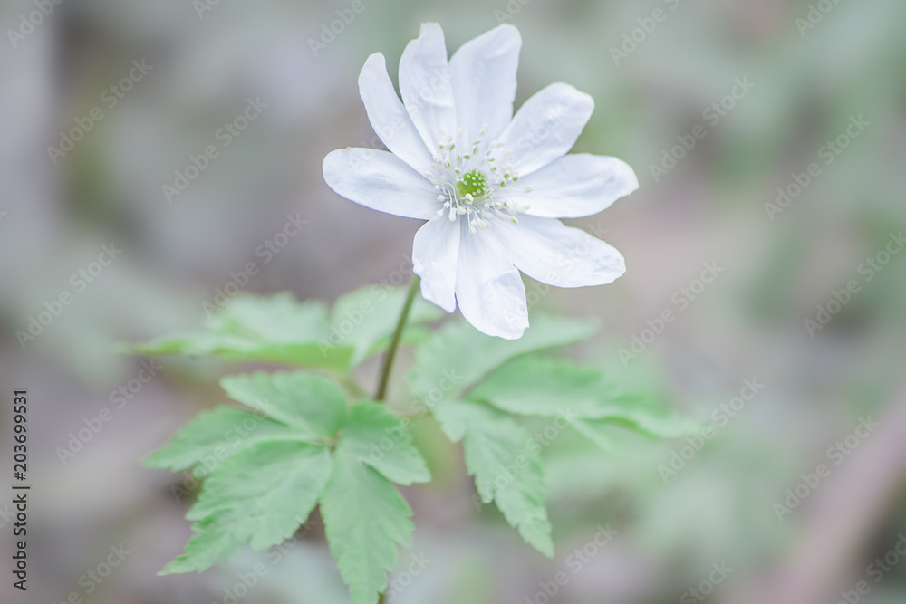 First white spring flower