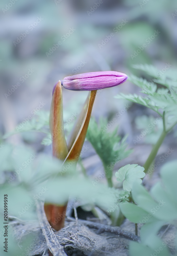 Purple spring flower vertical background