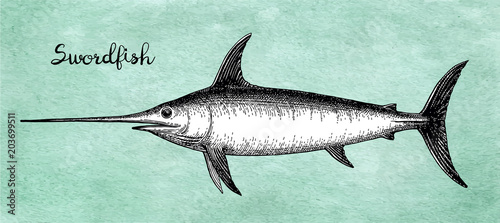 Ink sketch of swordfish.