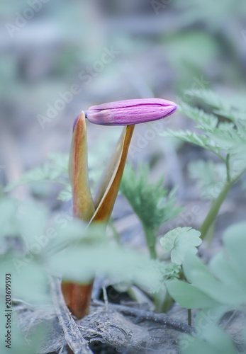 Obraz na płótnie Purple spring flower vertical background w salonie