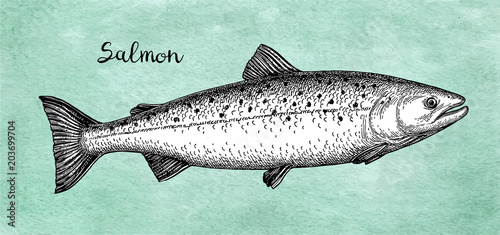 Ink sketch of salmon.