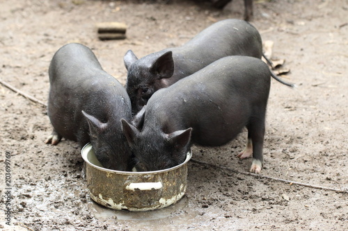 Small hungry pigs eating in muddy background