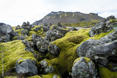 Bemoostes Vulkangestein auf Island