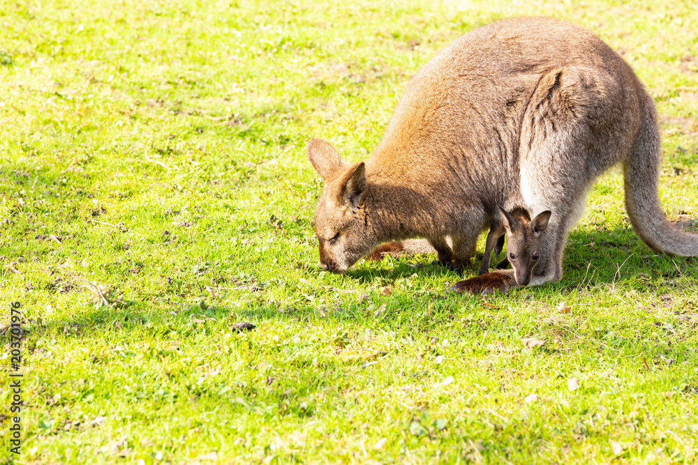 kangaroo with newborn in pouch on grass eating kangaroo with newborn in pouch on grass eating