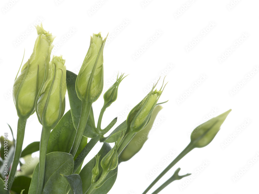 Obraz premium bukiet pąków na białym tle