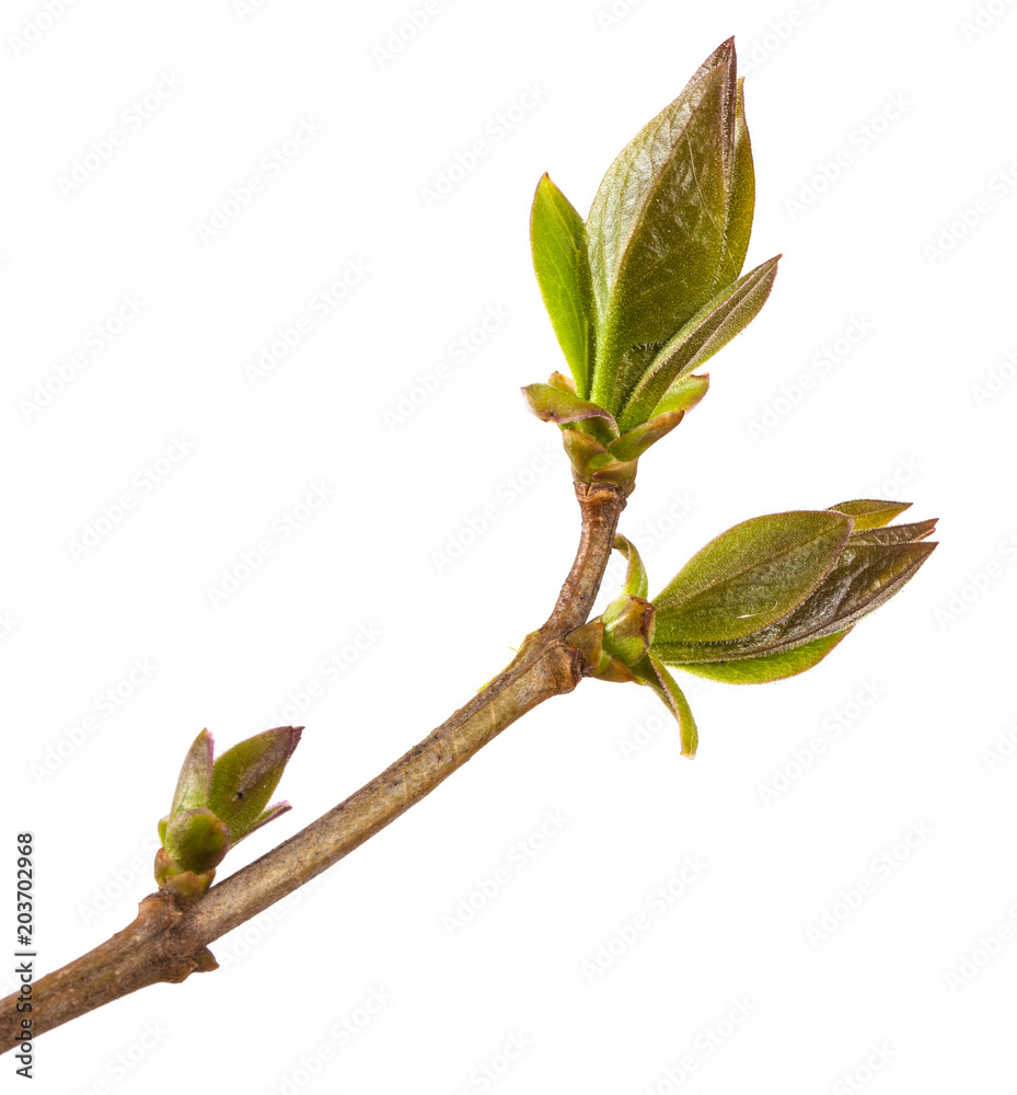 young sprout of lilac bush. Isolated on white background young sprout of lilac bush. Isolated on white background