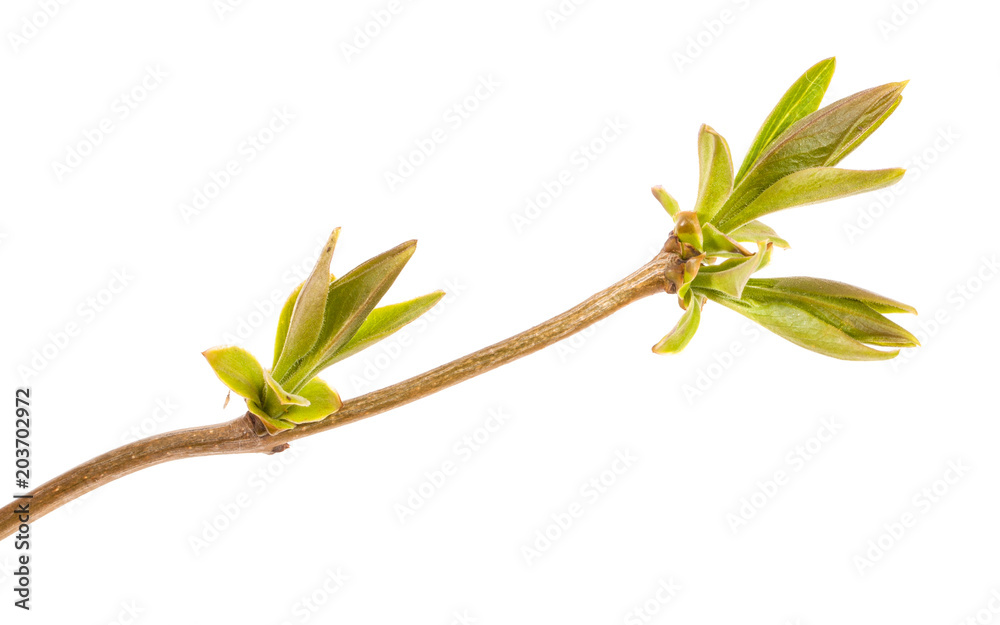 young sprout of lilac bush. Isolated on white background young sprout of lilac bush. Isolated on white background