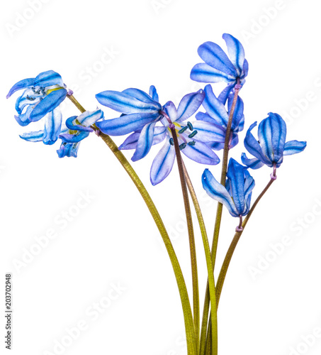 Fototapeta Naklejka Na Ścianę i Meble -  blue snowdrop flower isolated on white background