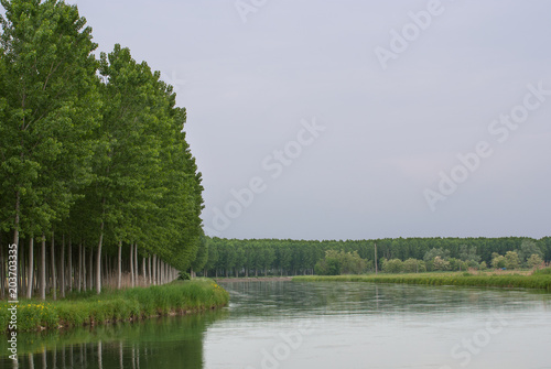 Gli alberi di pioppo costeggiano il canale d acqua