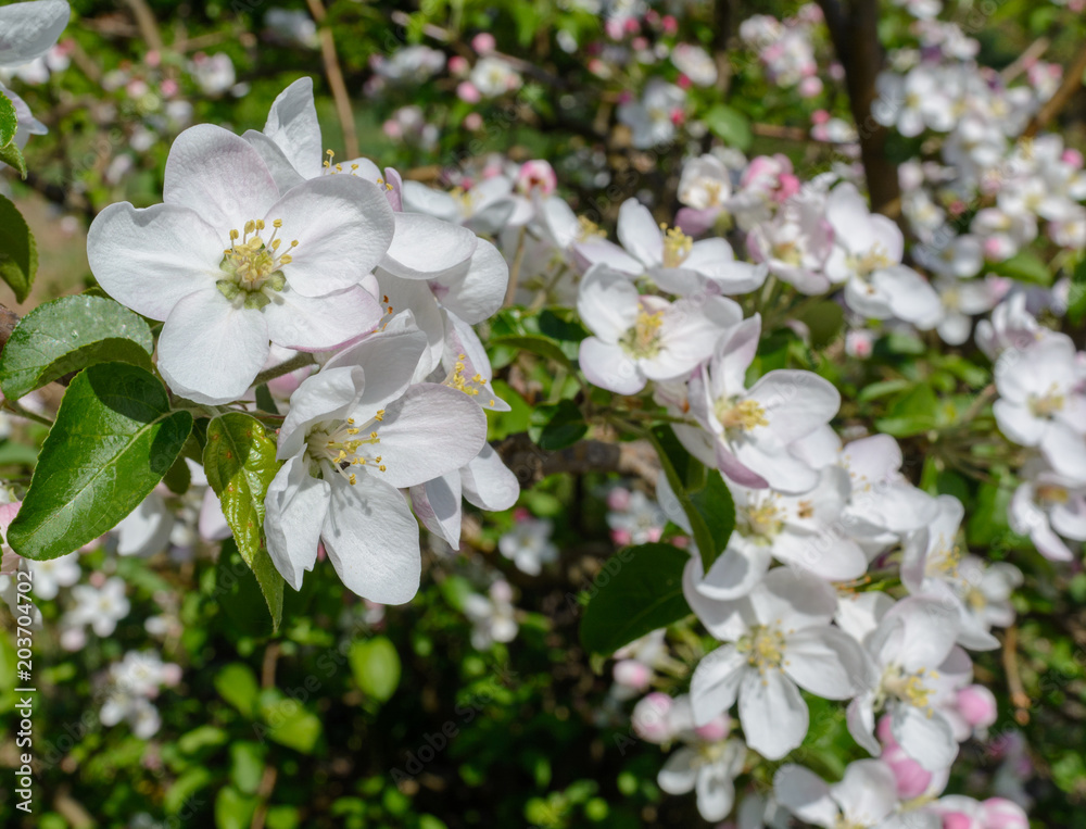 Apple tree with beautiful white flowers day